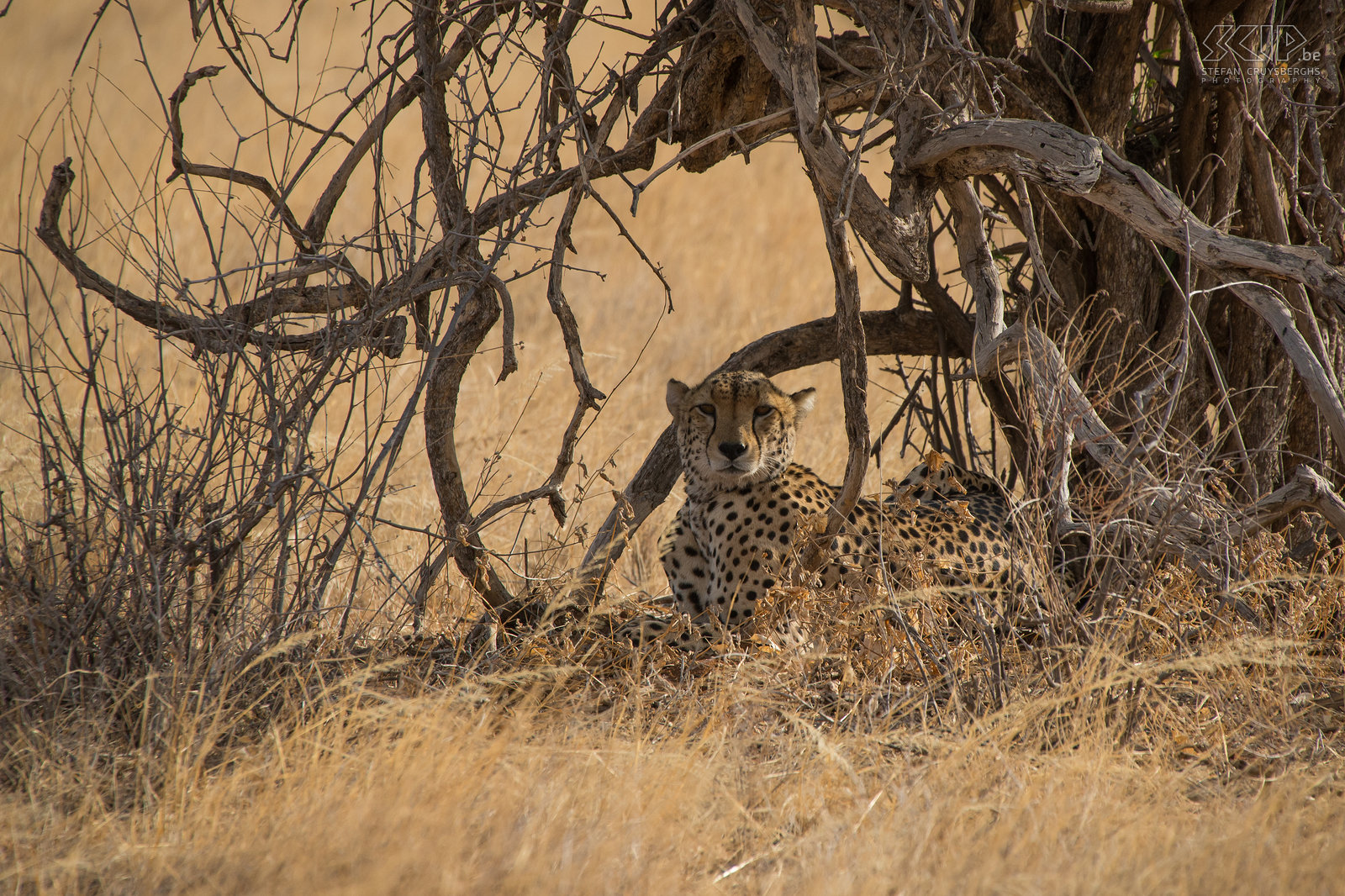 Samburu - Cheeta In de late namiddag vonden we een cheeta/jachtluipaard (Cheetah, Acinonyx jubatus) liggend onder een boom op de savanne vlakte. We hadden veel geluk tijdens onze game drives. In 3 dagen vonden we 3 cheeta's en een aantal keren kwamen ze heel dicht bij onze jeep. Deze cheeta rustte uit in de schaduw en was aan het wachten om op jacht te gaan. Cheeta’s jagen gedurende de dag en ze vallen aan met snelheid, in plaats van naar hun prooi te sluipen zoals leeuwen doen. De cheeta is het snelste landdier, het kan snelheden van 110 tot 120km/u halen in sprintjes van maximaal 500m. Stefan Cruysberghs